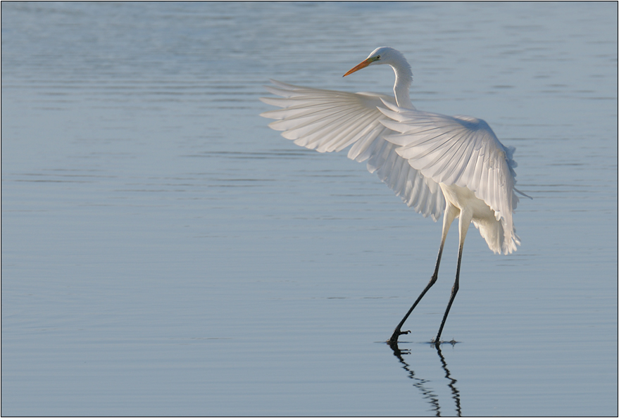 Silberreiher (Casmerodius albus)