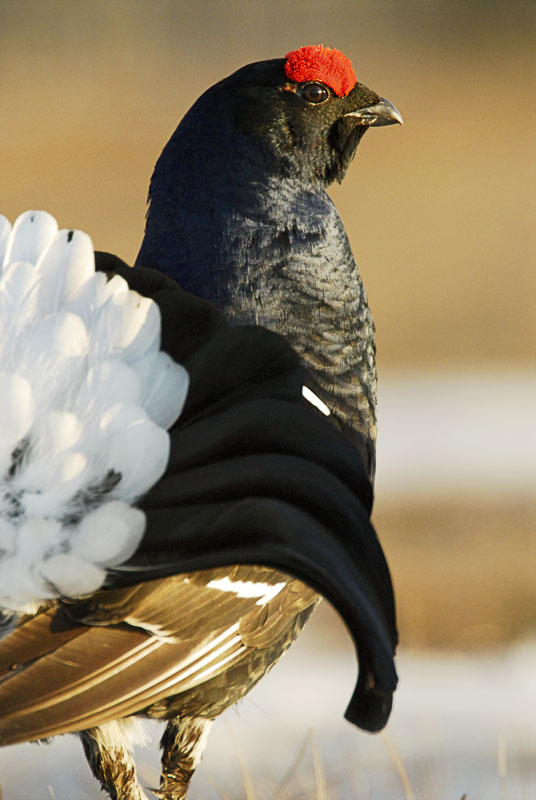 Birkhahn in Nordschweden