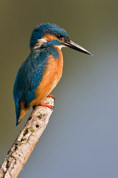 Hollands meistfotografierter Eisvogel