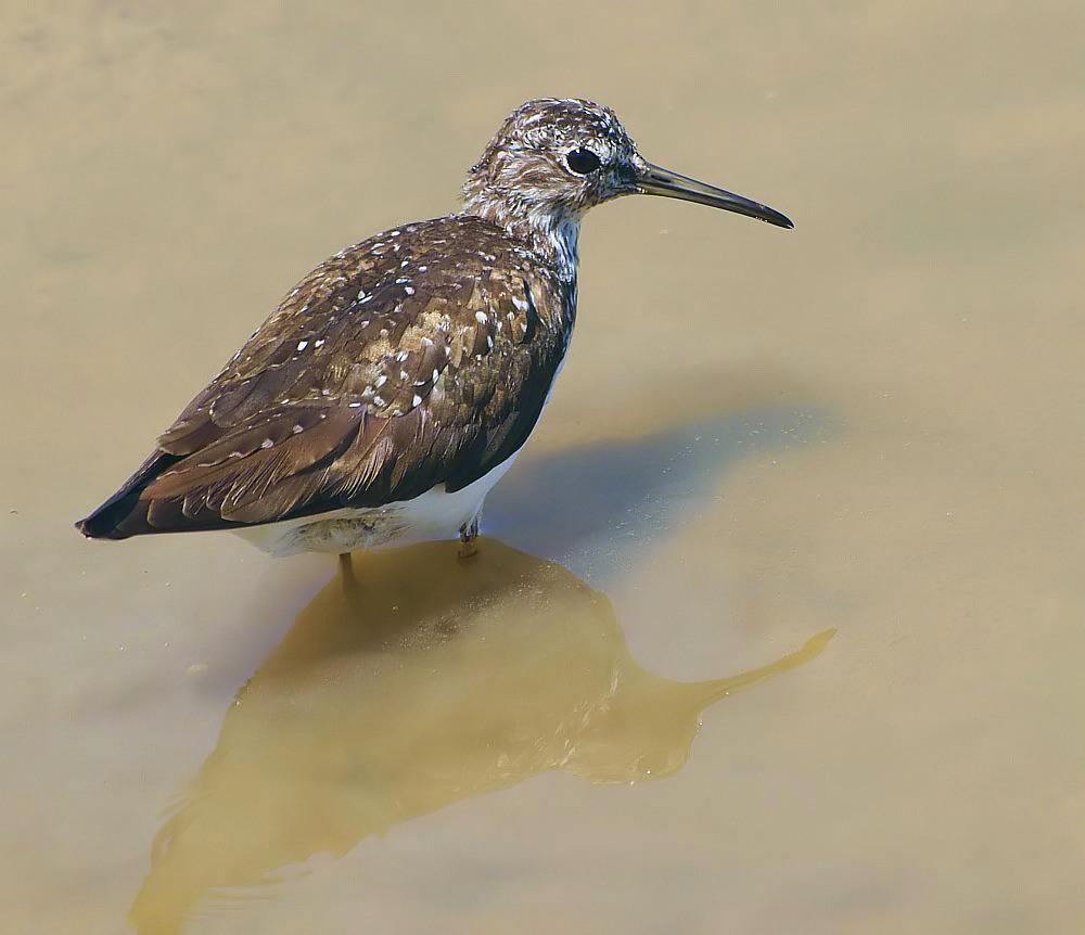 Waldwasserläufer (Tringa Ochropus)