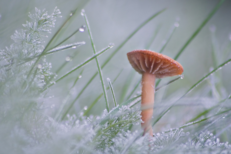 Feinfrostpilz