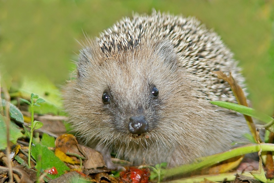 Ein pipaputziger Igel….