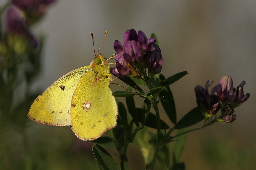 Goldene Acht (Colias hyale)