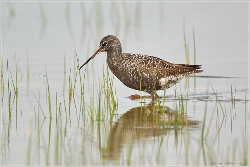 noch ein Schnepfenvogel... Dunkler Wasserläufer *Tringa erythropus *