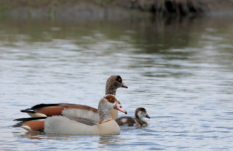 Familie Nilgans