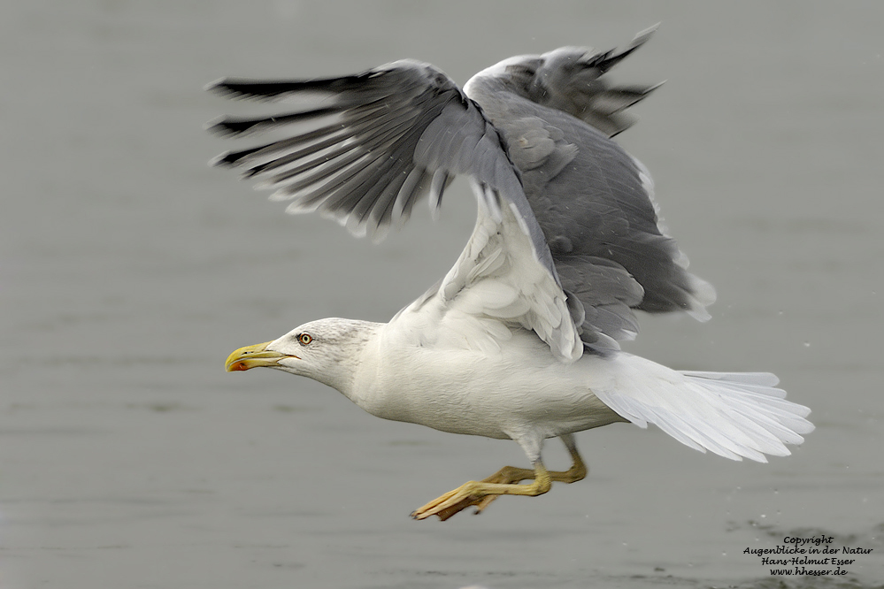 Silbermöwe (Larus argentatus)