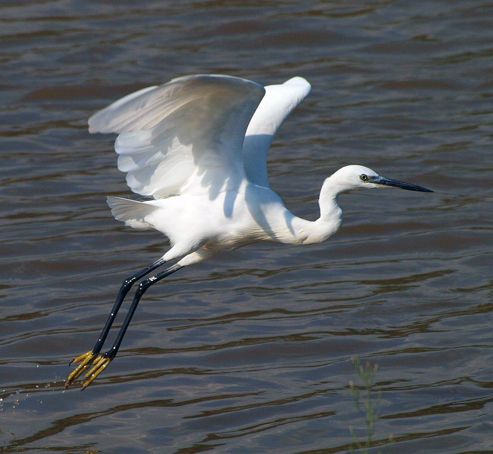 Seidenreiher (Egretta Garzetta) beim Abflug...