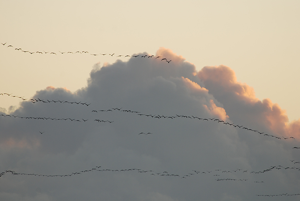 Kranichflug im Havelland