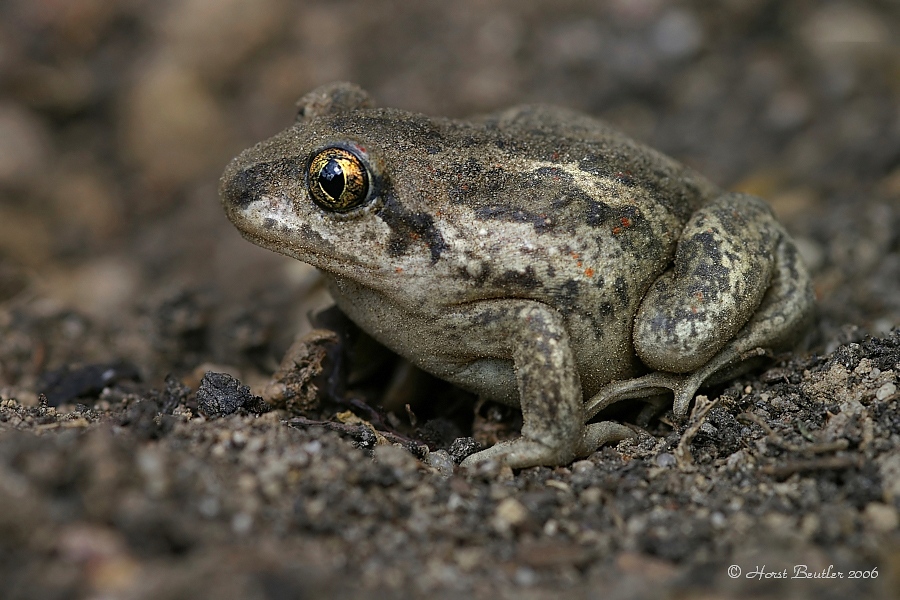 Knoblauchkröte (Pelobates fuscus)