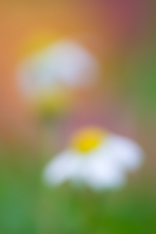 herbstfarben mit kamille