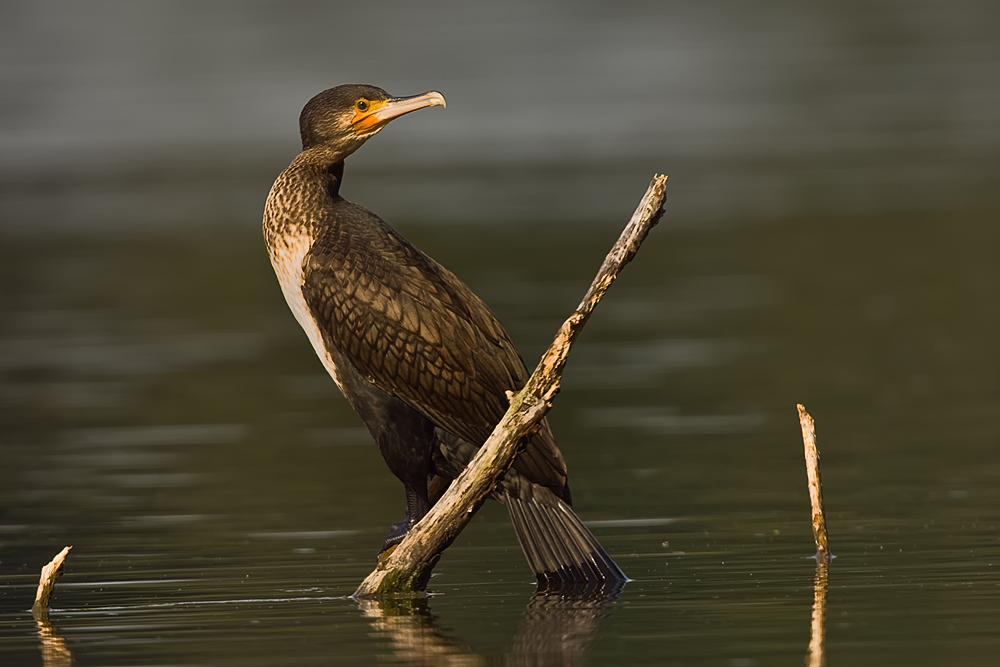Kormoran