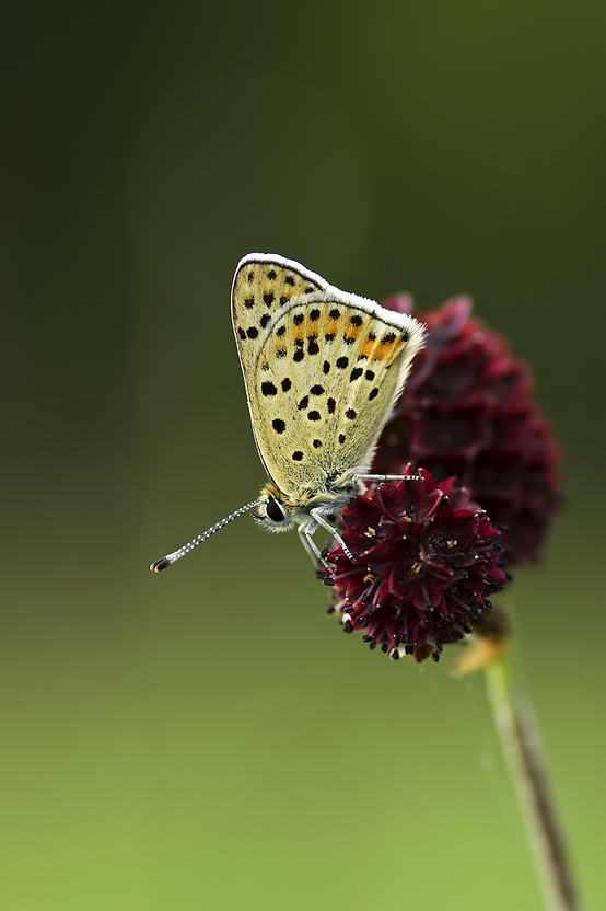 Lycaena tityrus