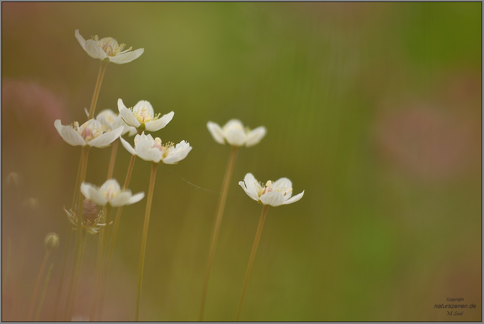 Sumpf-Herzblatt (Parnassia palustris)