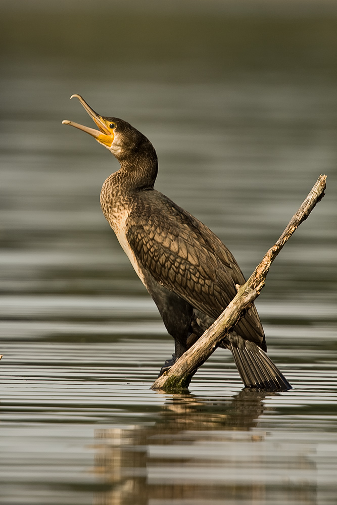 Kormoran 2 (Forum für Naturfotografen)