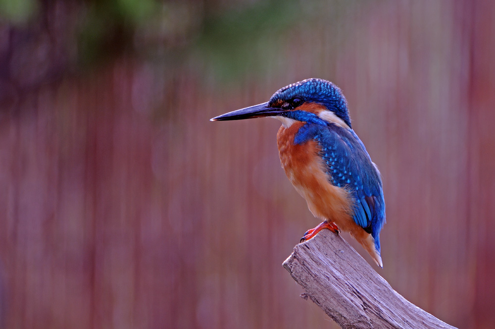 Eisvogel in meinem Garten