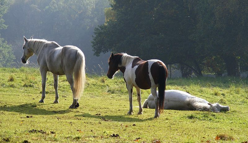 Siesta