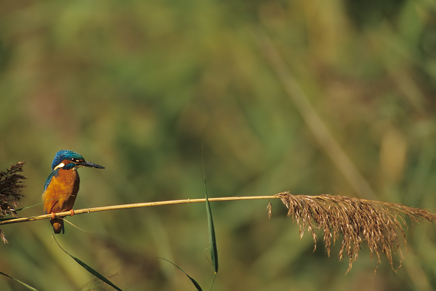 Eisvogel (Alcedo atthis) -- einmal anders