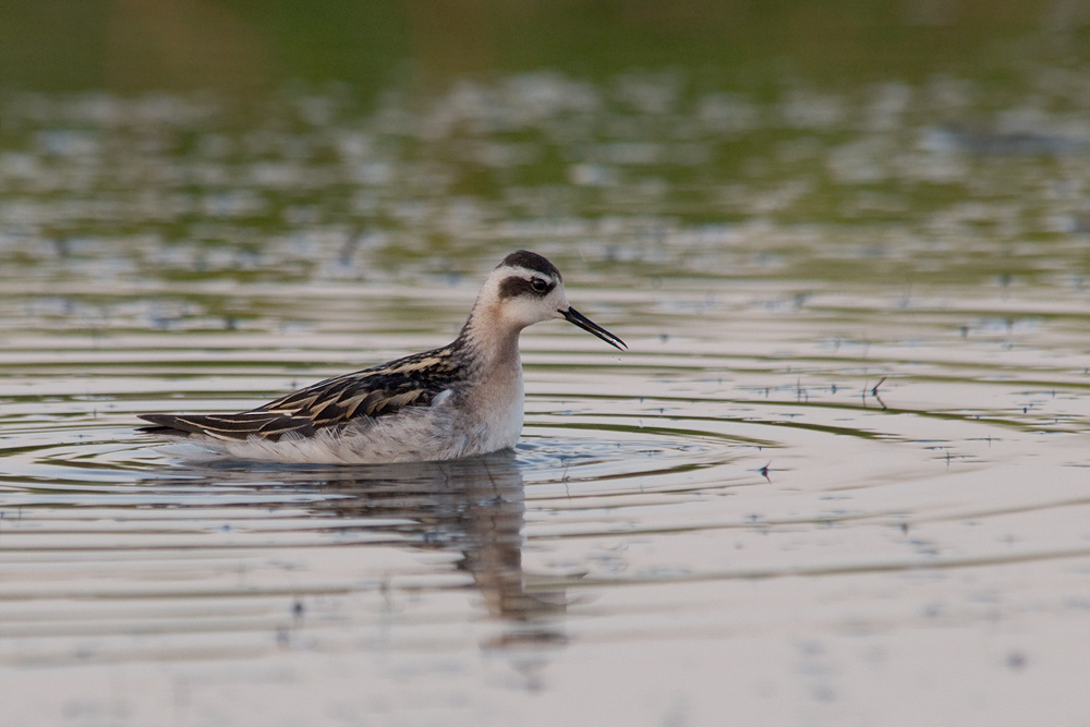 Eisvogel am Teich (Forum für Naturfotografen)