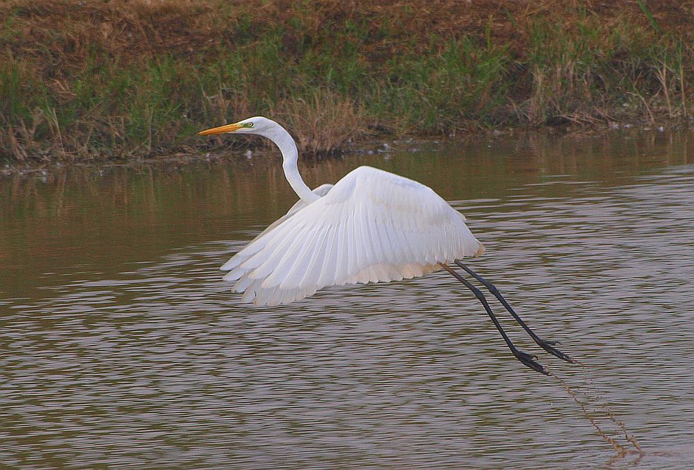 Silberreiher (Casmerodius Albus)