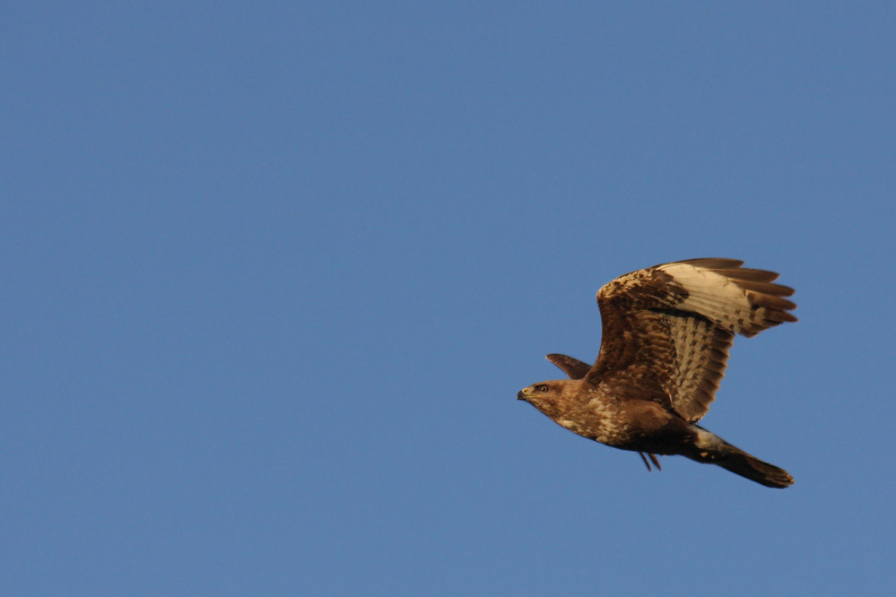 Bussard im Flug