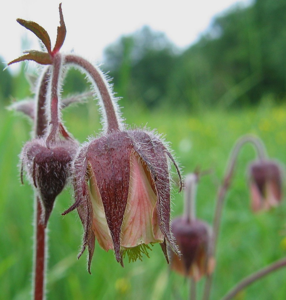 Bach-Nelkenwurz (Geum rivale)