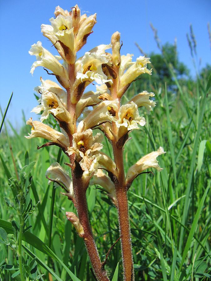 Gelbe Sommerwurz (Orobanche lutea)...