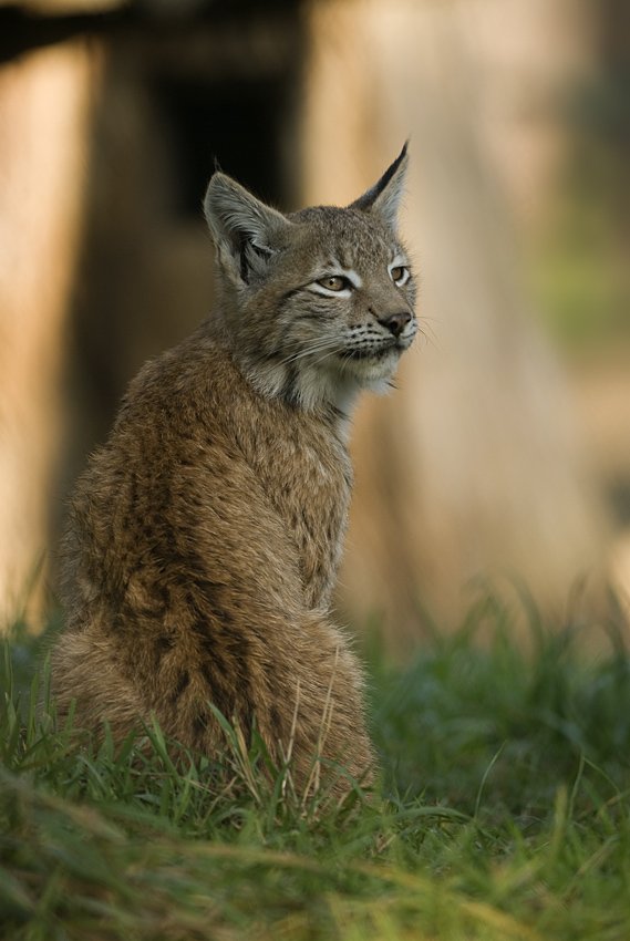 Nordluchs (Lynx lynx)