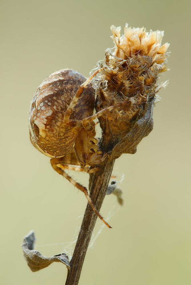 Vierfleck-Kreuzspinne - weiblich (Araneus quadratus)