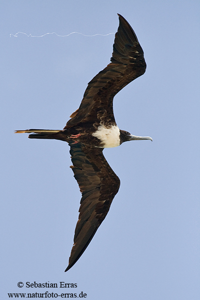 Magnificient Frigate Bird