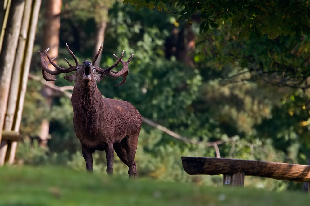 Rothirsch (Cervus elaphus)