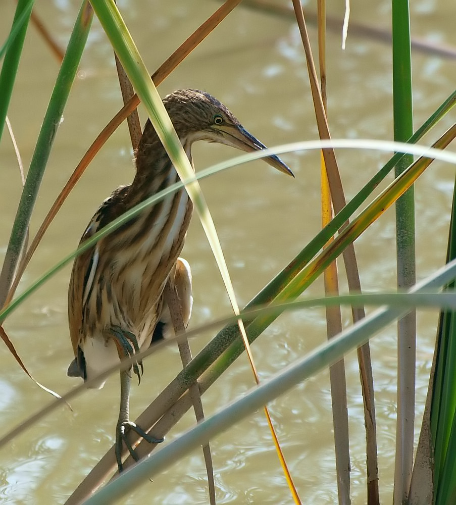 Zwergrohrdommel Junior (Ixobrychus Minutus)