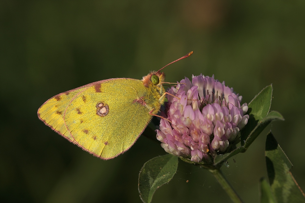 Goldene Acht (Colias hyale)