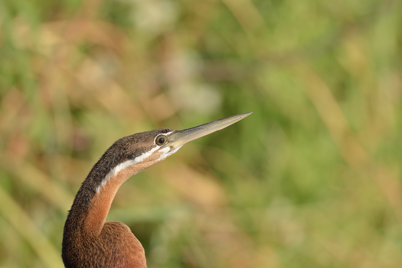 Schlangenhalsvogel