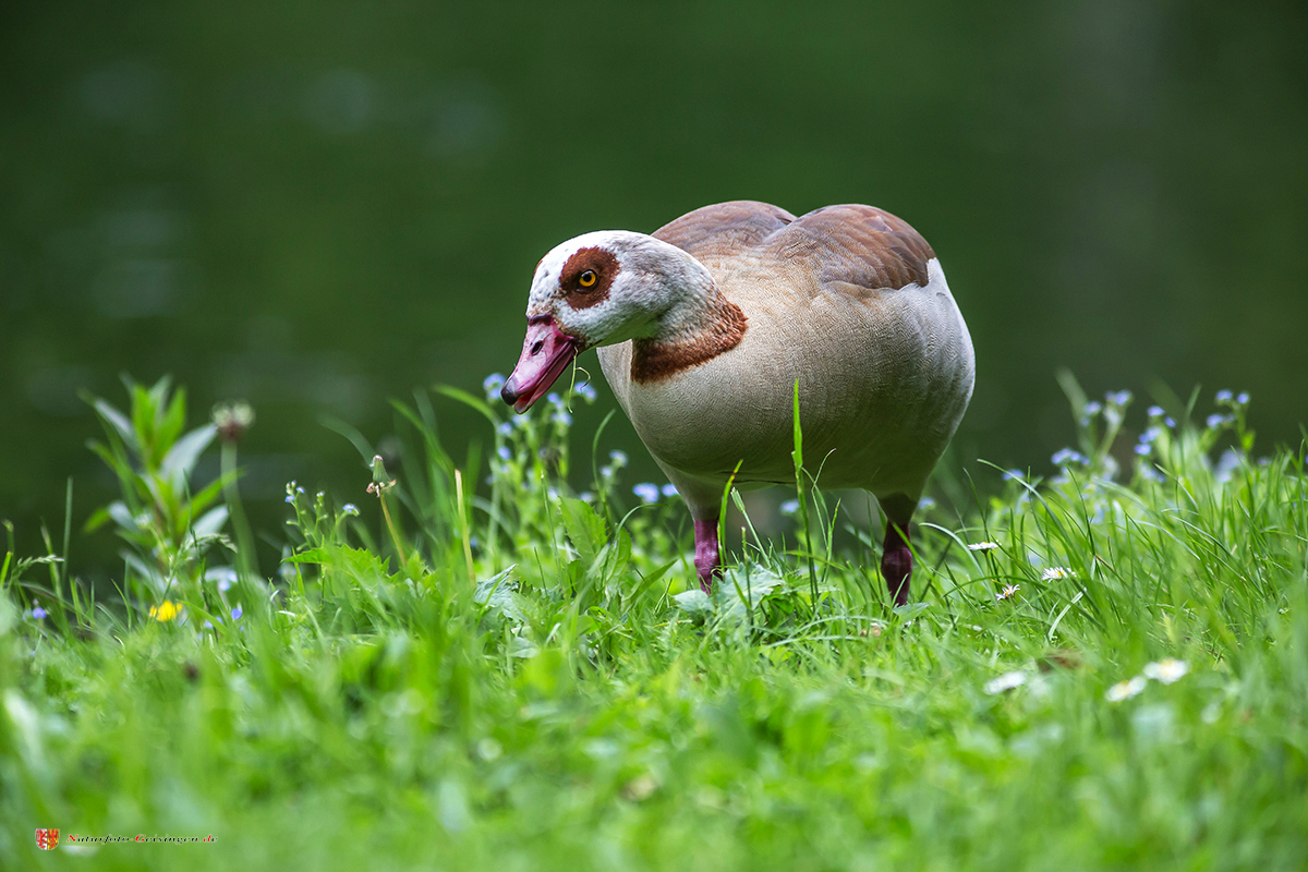 Nilgans