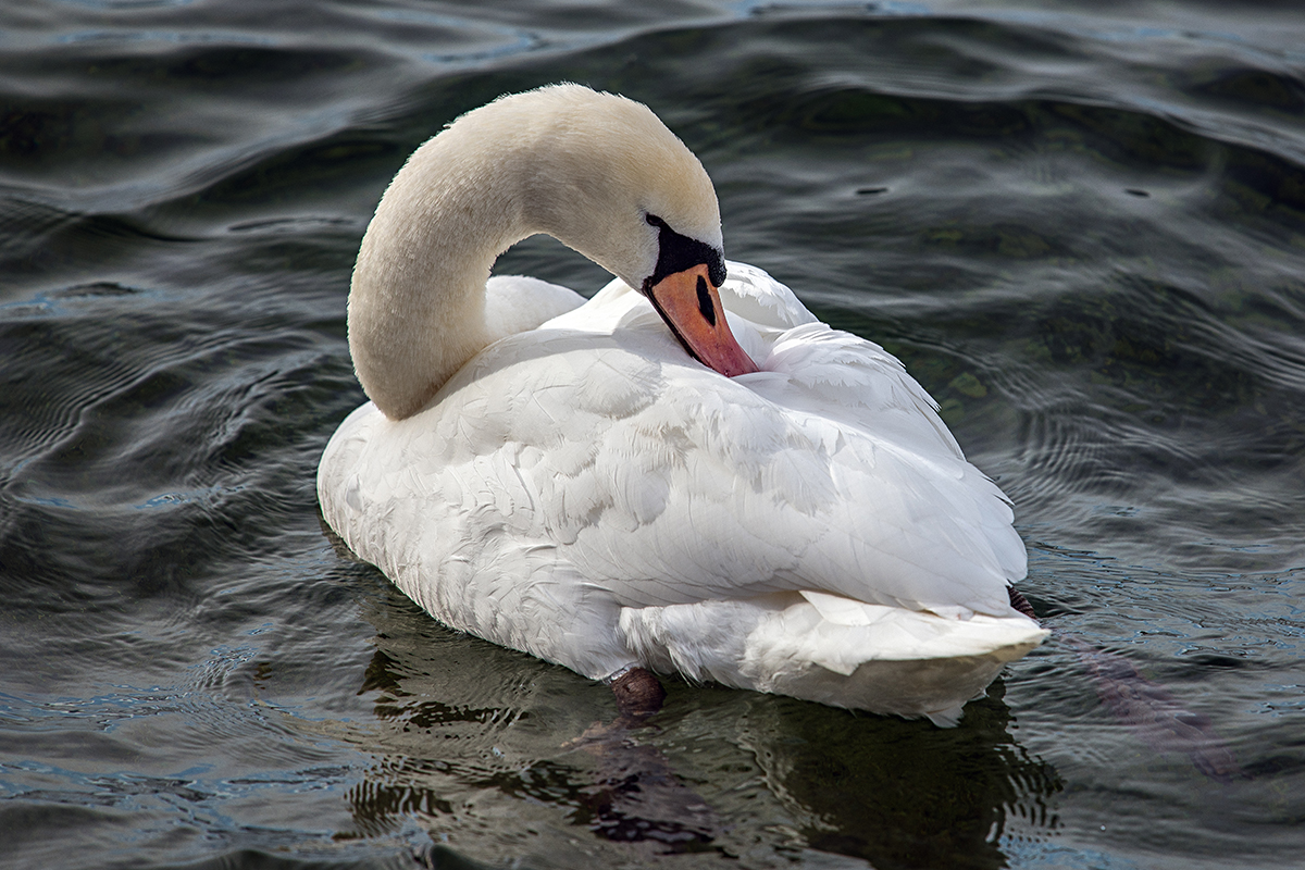 Der Höckerschwan
