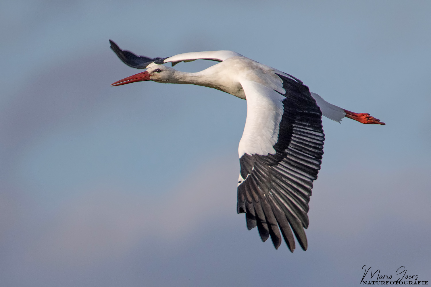 Flugstudie Weißstorch