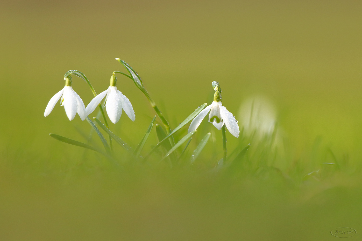 Schneeglöckchen