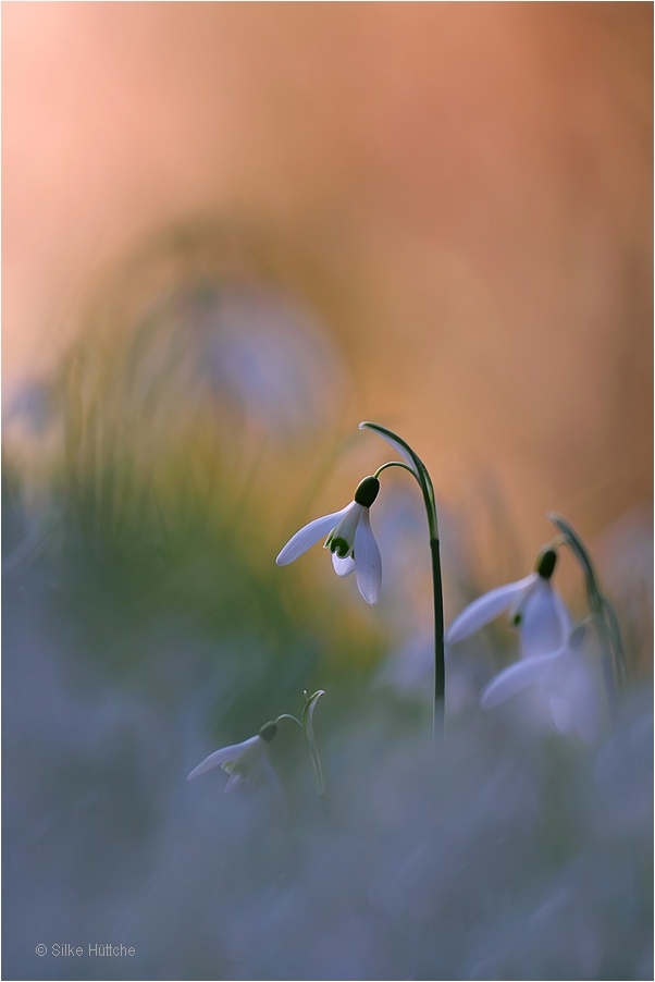 Schneeglöckchen