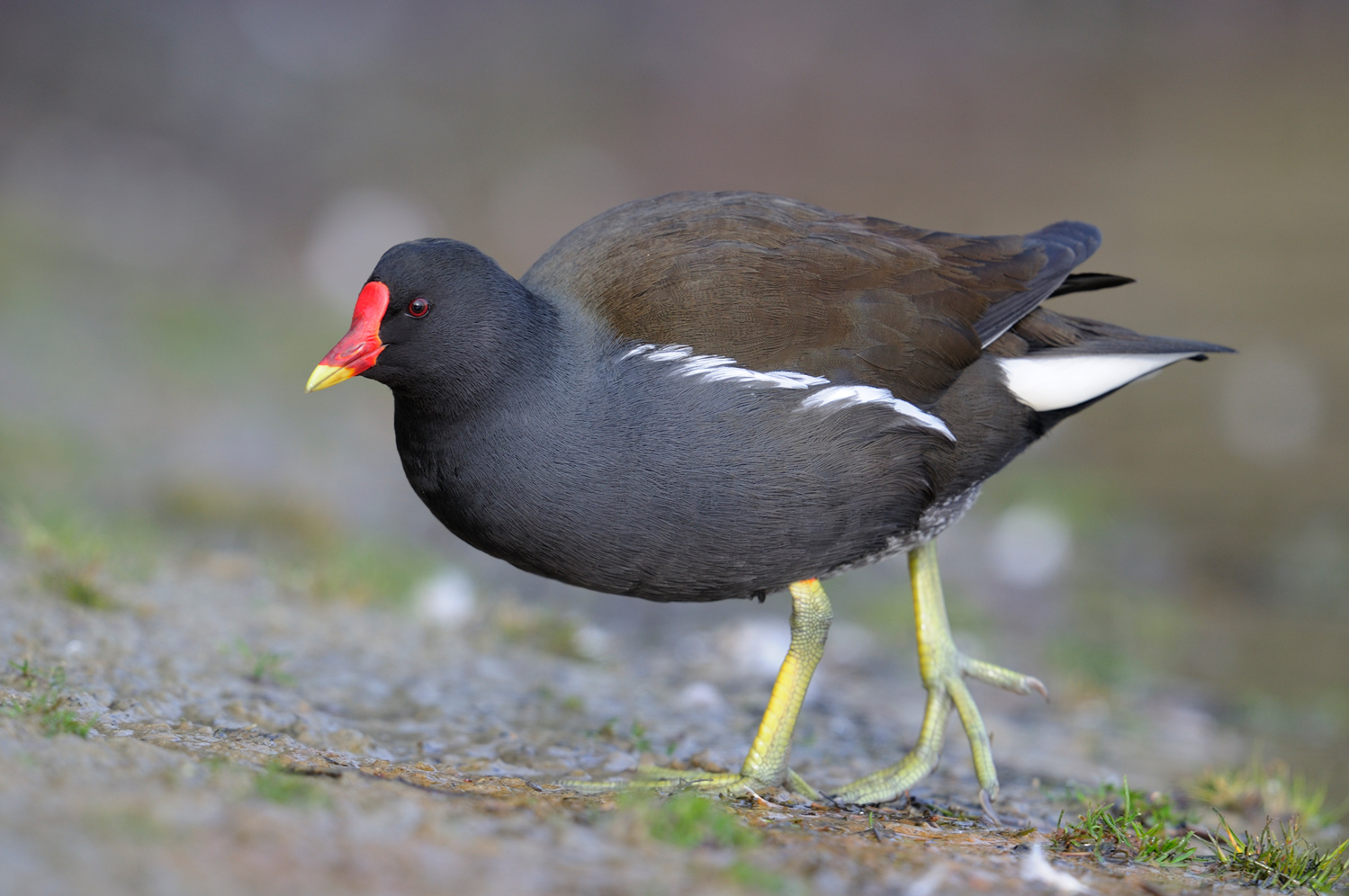 Teichhuhn