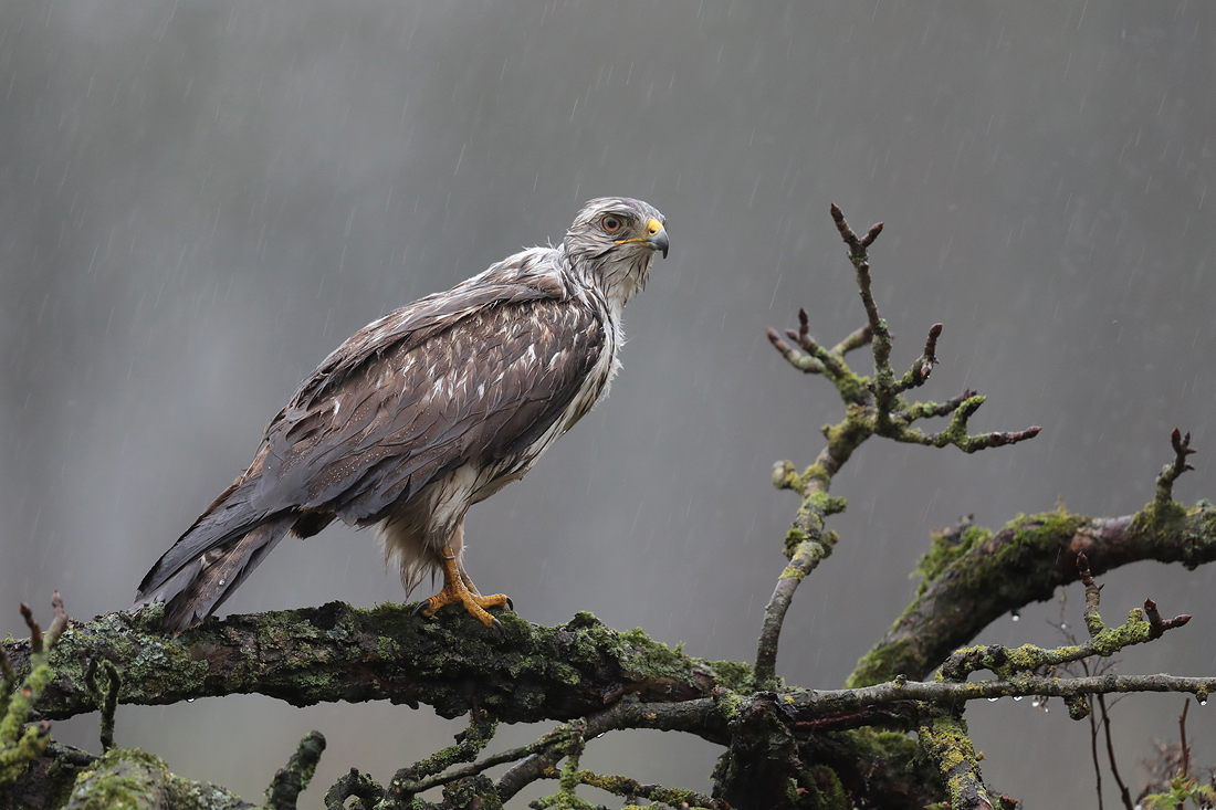 Mäusebussard