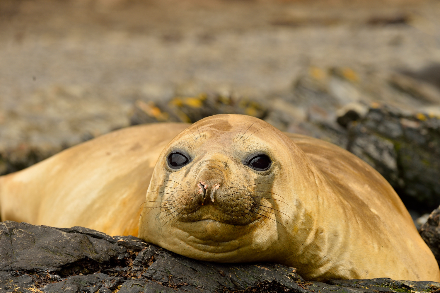 Mein Name ist Blond, Goldblond...