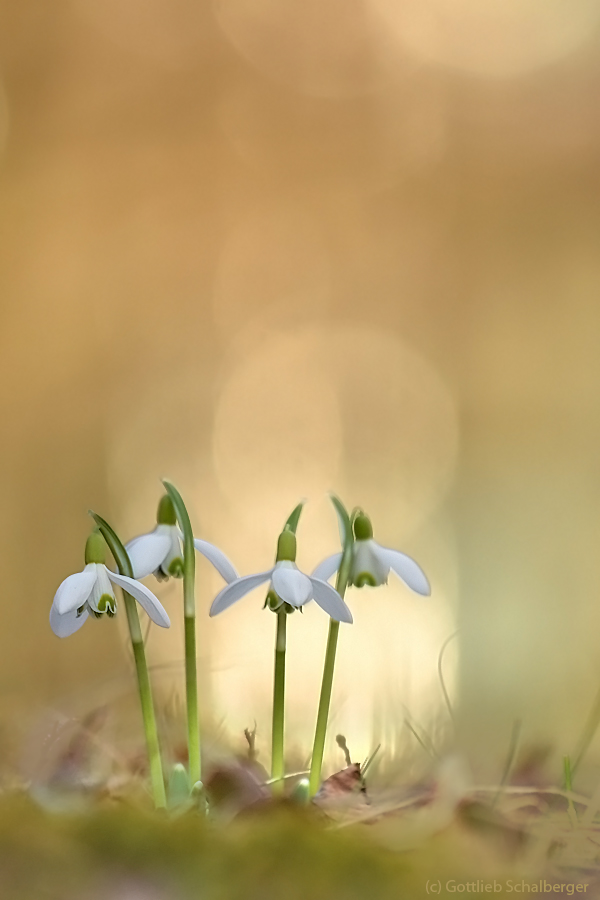 Frühling einläuten