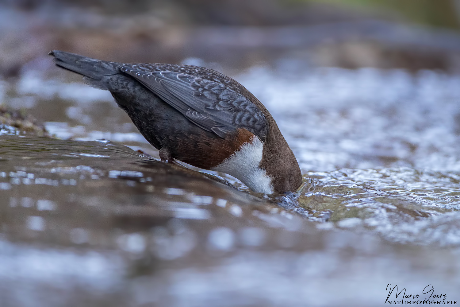 Jagdstiel der Wasseramsel