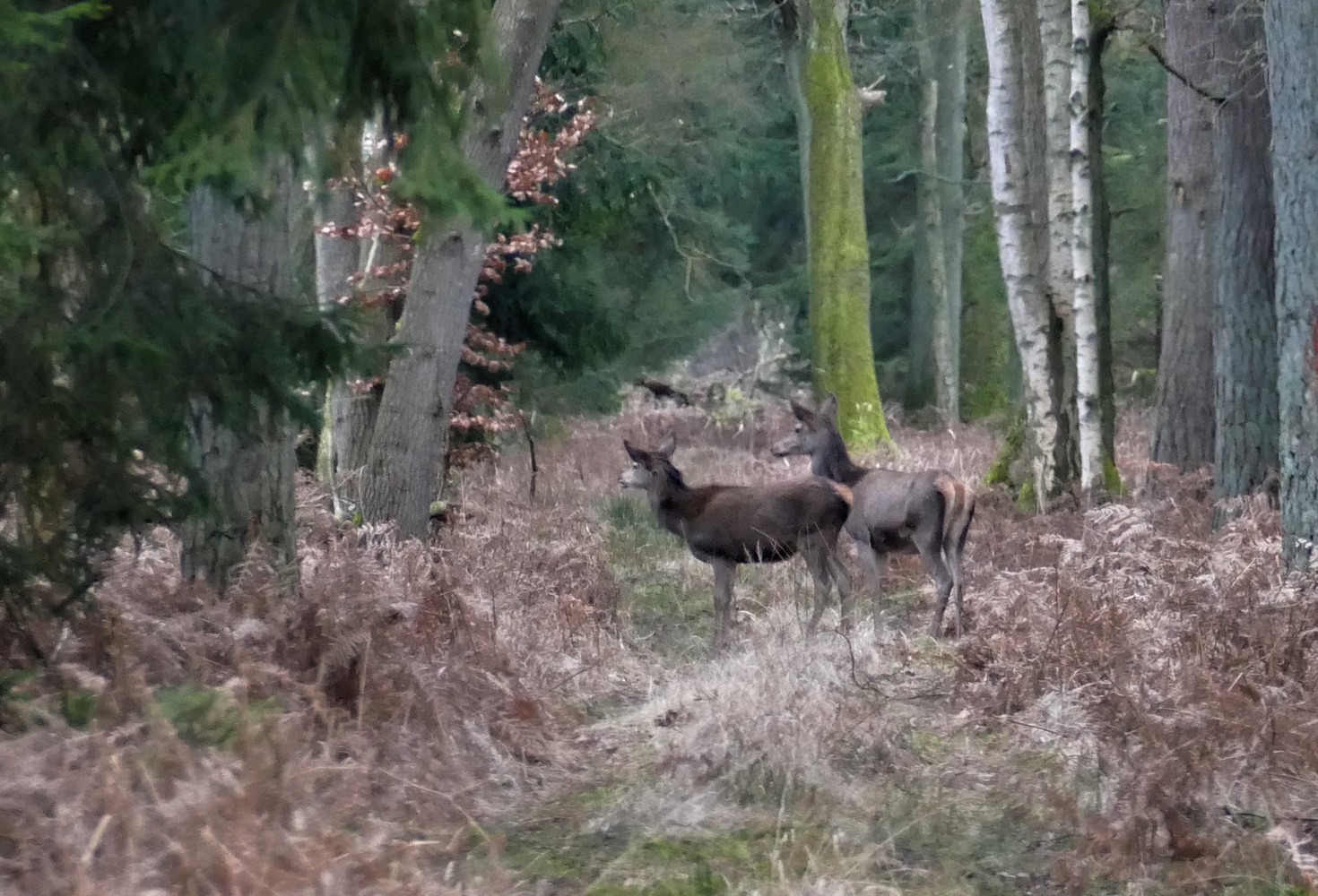 Auf dem Waldweg 2