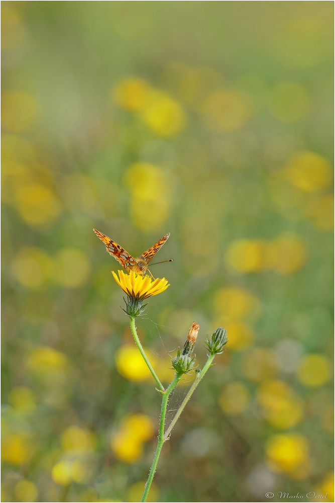 Kleiner Perlmuttfalter (Issoria lathonia)