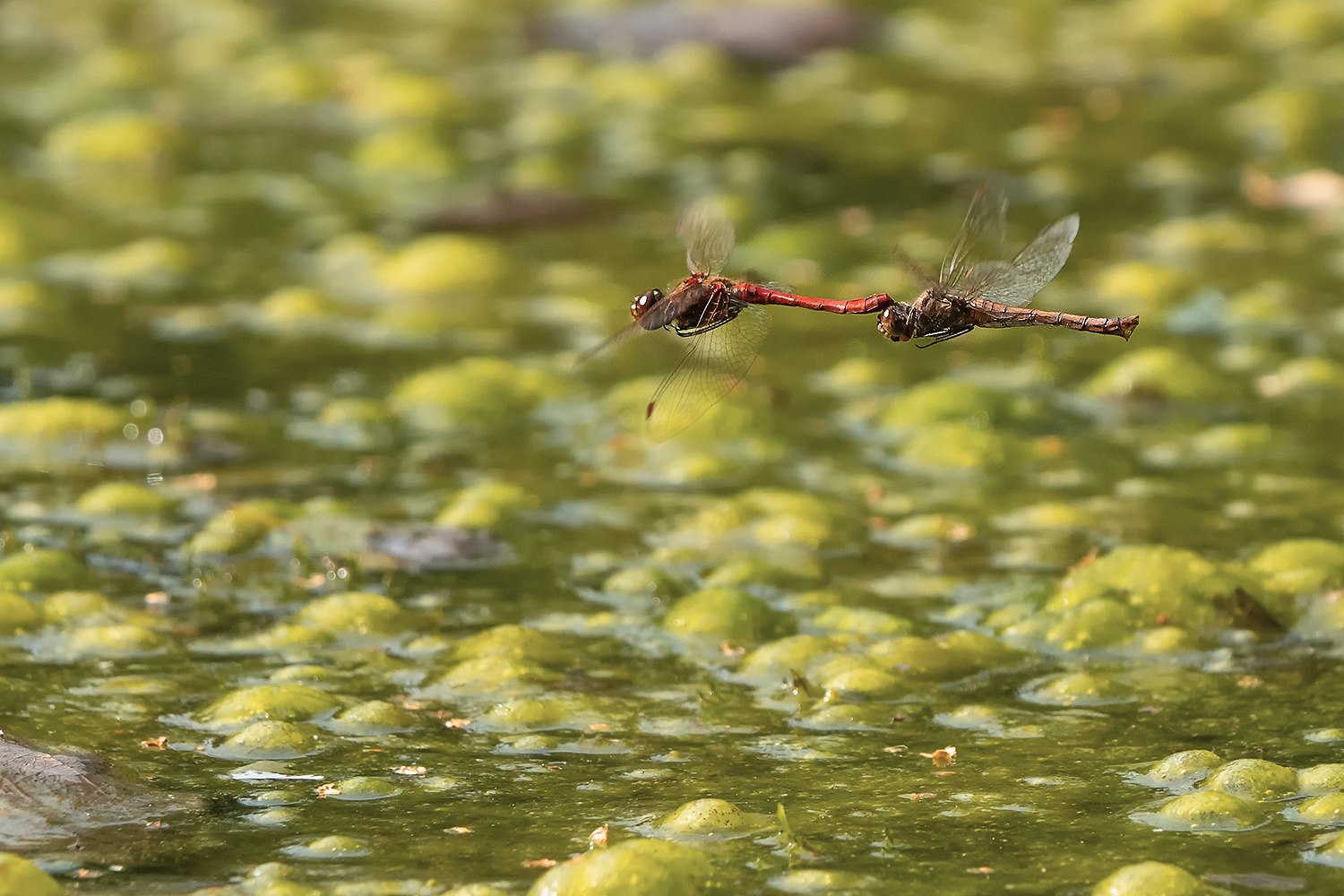 Heidelibelle, Tandem