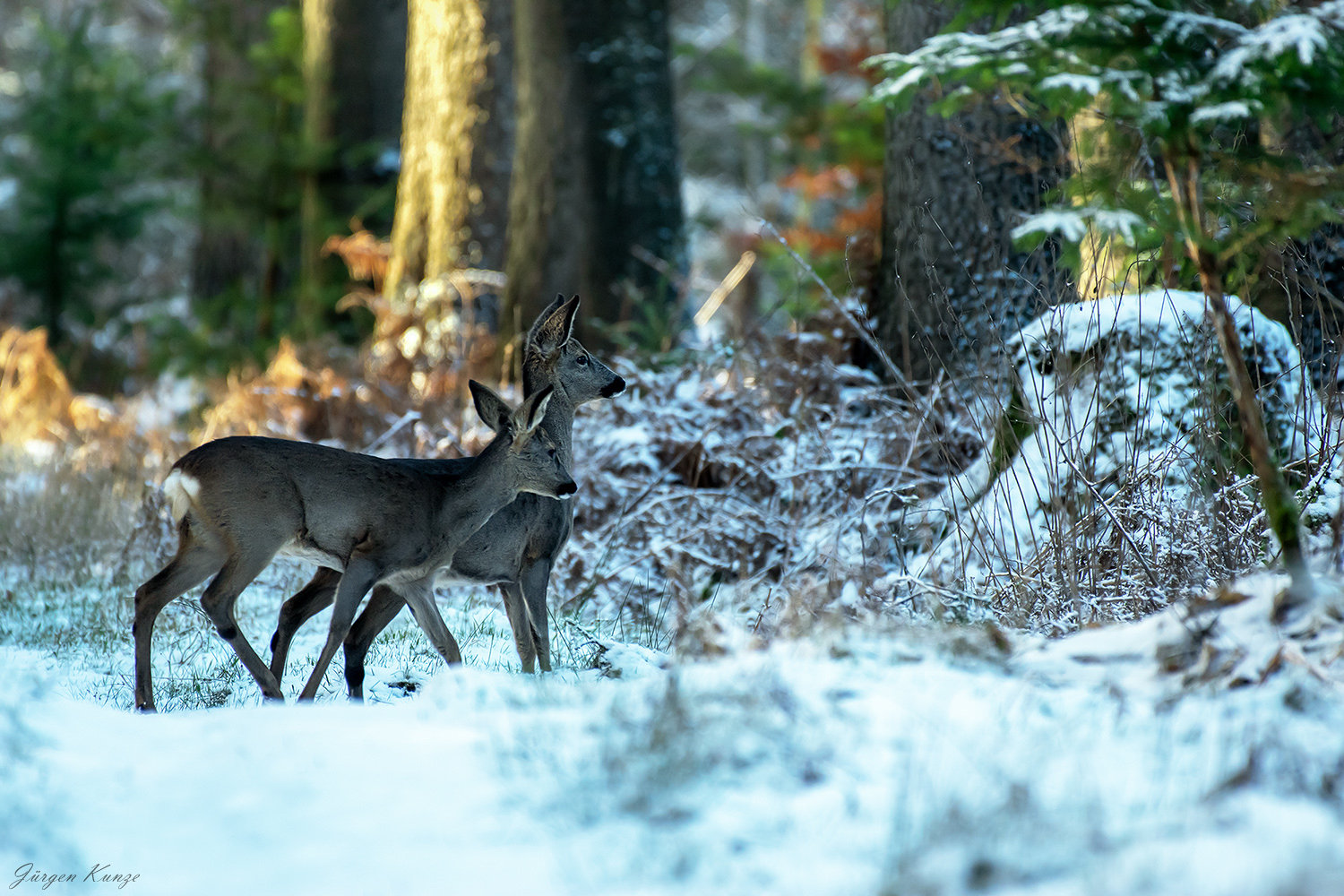 Im Winterwald