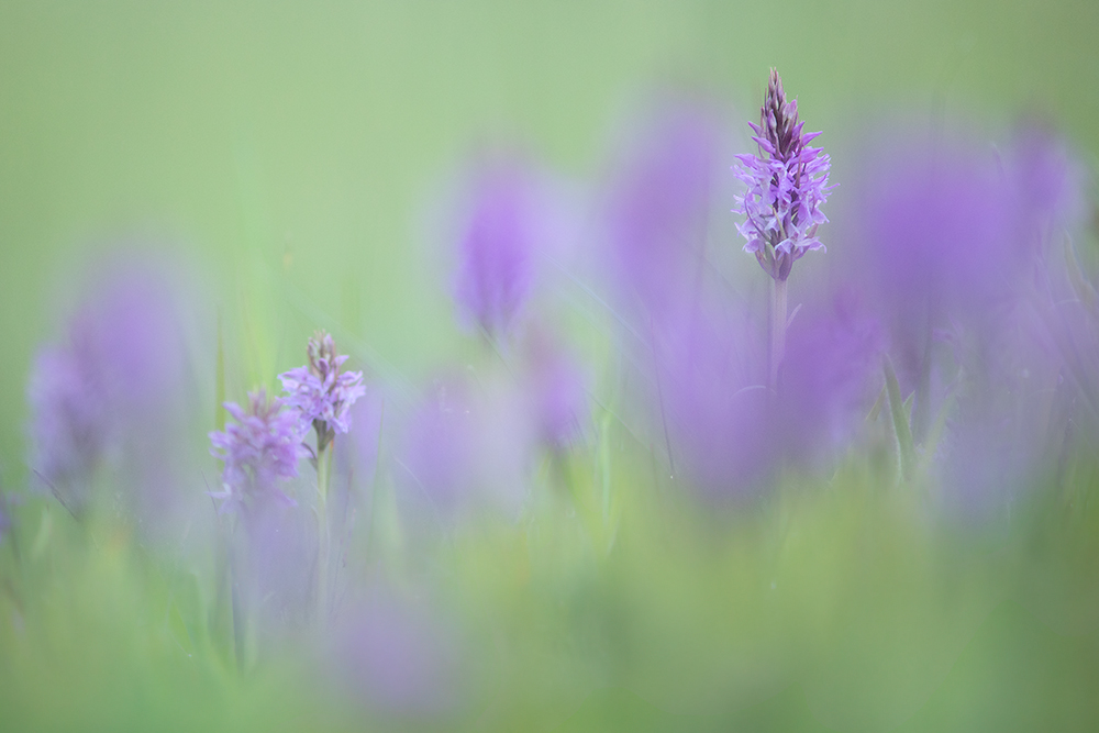 Orchideenwiese