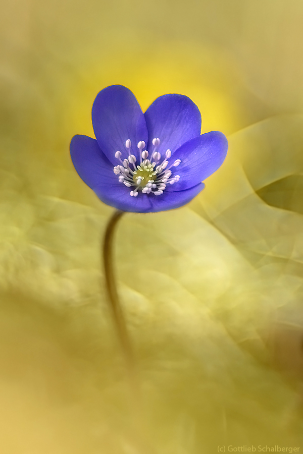 Hepatica nobilis