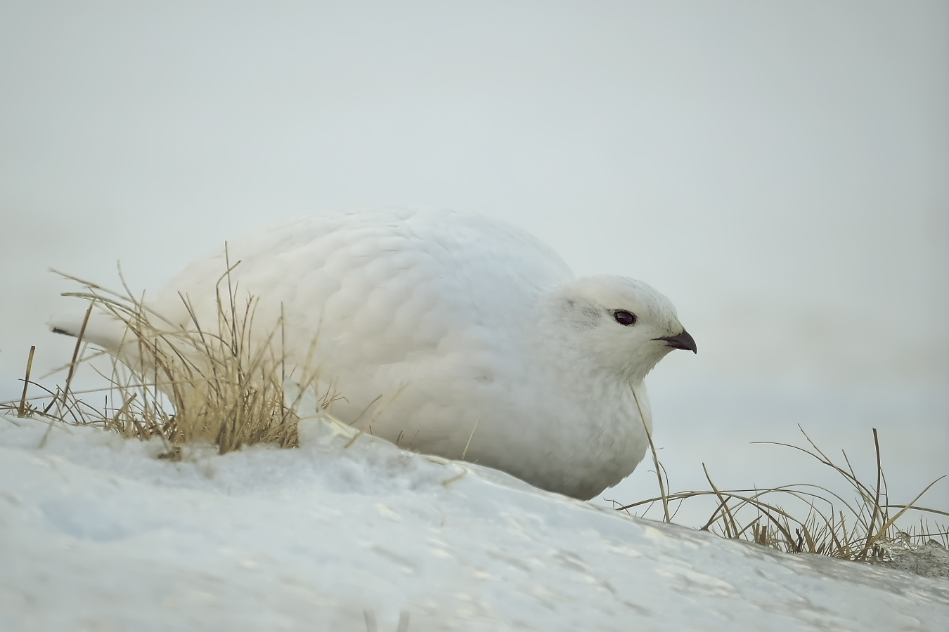 Schneehuhn